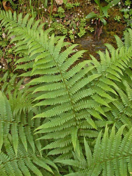 Una bella felce - Dryopteris sp.